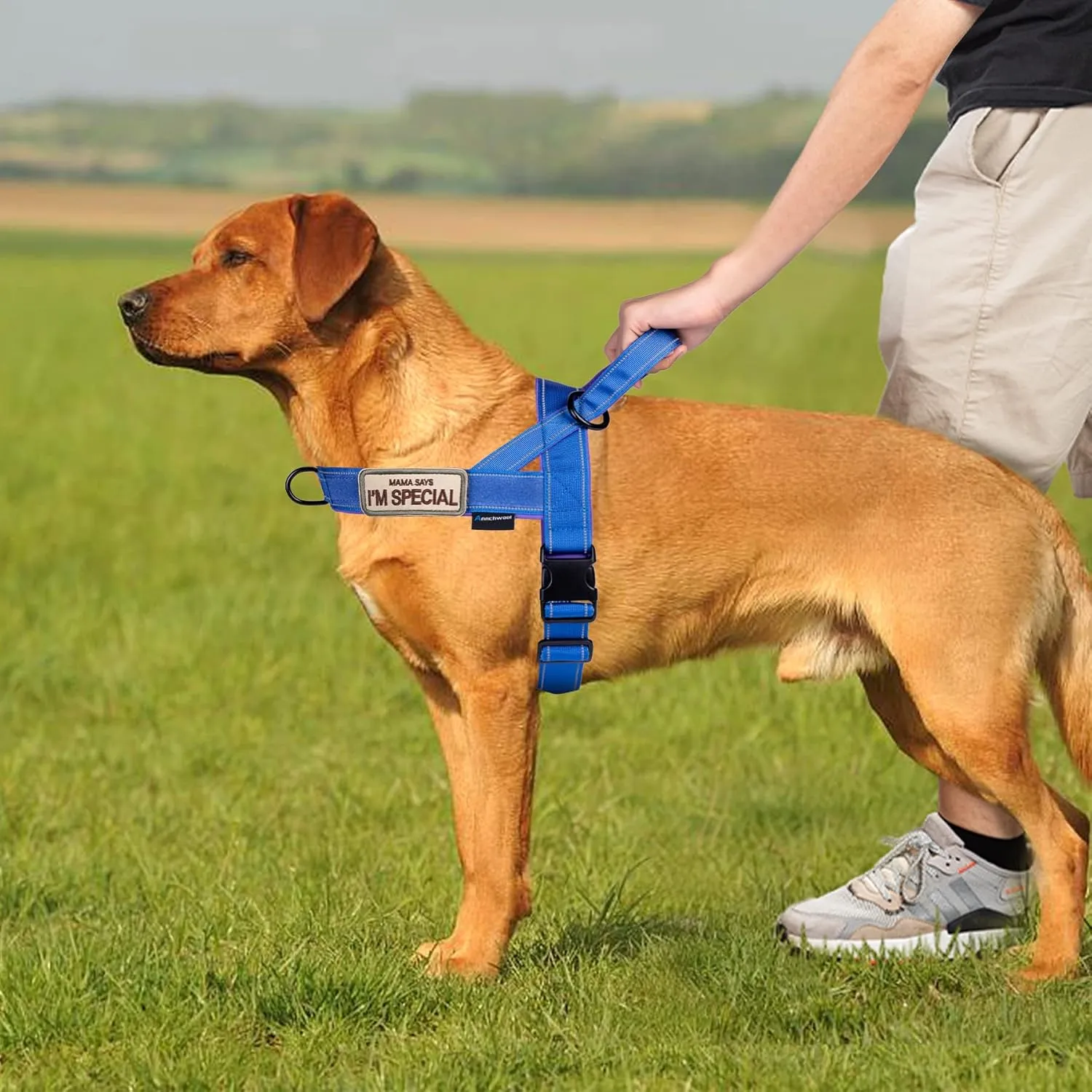 Annchwool No Pull Dog Harness with Soft Padded Handle,Reflective Strip Escape Proof and Quick Fit to Adjust Dog Harness,Easy for Training Walking for Small & Medium and Large Dogs(Blue,S)