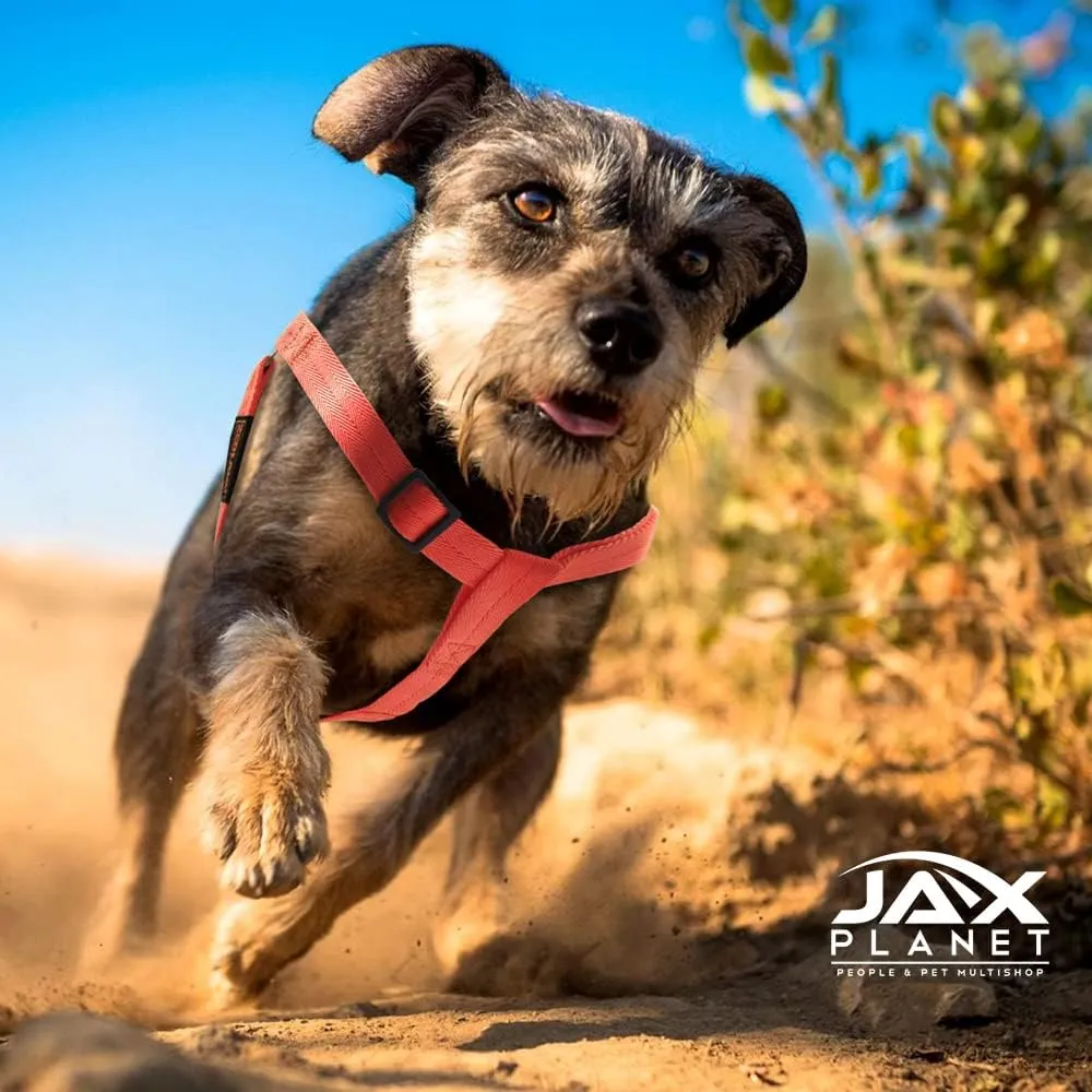 Dog Harness and Leash - Comfortable Leash and Harness for Small, Medium, Large Dogs - Perfect for Training, Includes D-Ring Harness & Leash Set