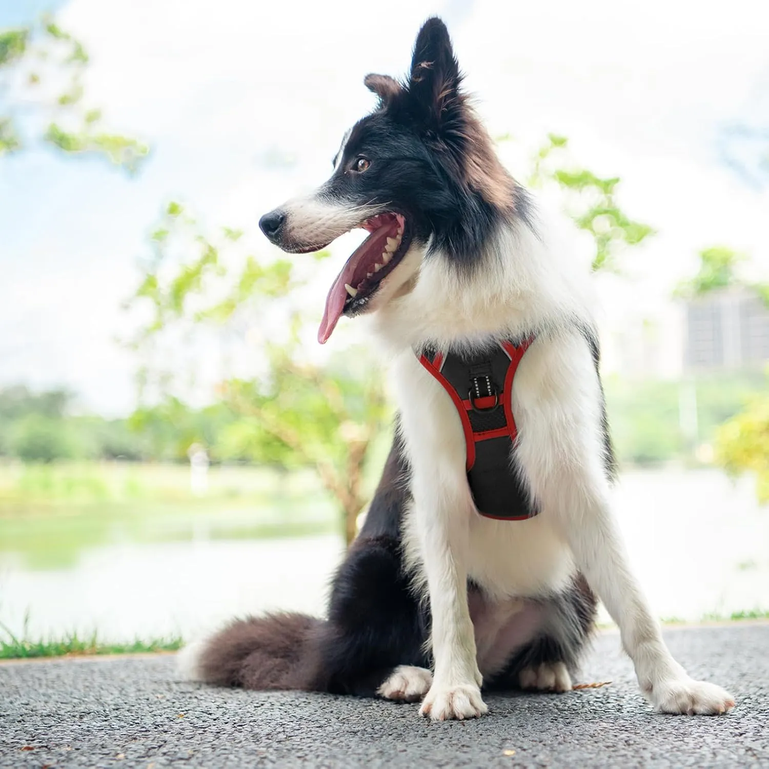 PHOEPET 2019 Upgraded No Pull Dog Harness, Reflective Adjustable Vest, with a Training Handle   2 Metal Leash Hooks  3 Snap Buckles  4 Slide Buckles(L, Black)